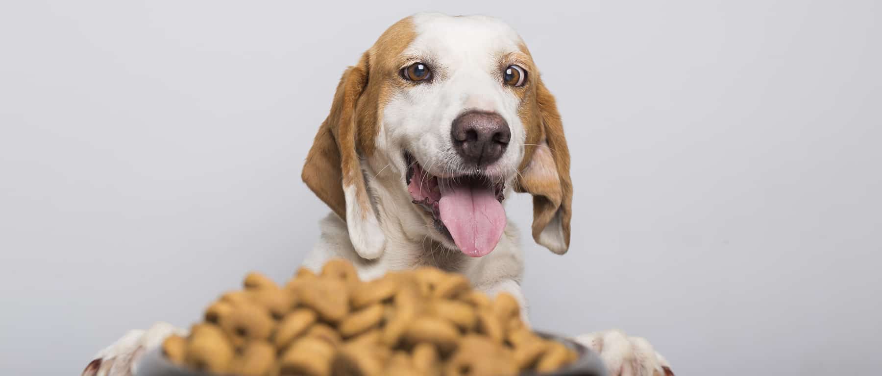 Dog Food Brands